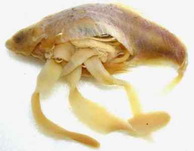 Глисти у скумбрії: фото паразитів в нутрощах (черви)