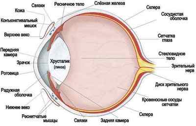 Гліома зорового нерва: відновлення, екскавація диска і електростимуляція