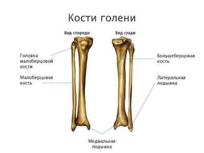 Гомілку ноги людини: фото і де знаходиться, анатомія і що таке, шаблеподібний гомілку | Ревматолог