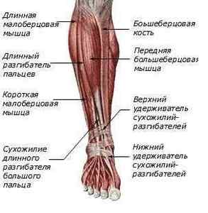 Гомілку ноги людини: фото і де знаходиться, анатомія і що таке, шаблеподібний гомілку | Ревматолог