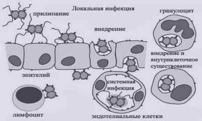 Гонококк Neisseria gonorrhoeae: що це таке, симптоми і лікування