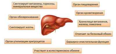 Гормони печінки і їх функції в організмі