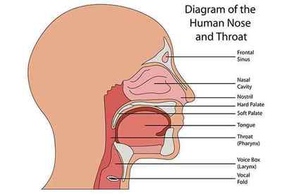 Хвороби горла і гортані: симптоми, причини і лікування