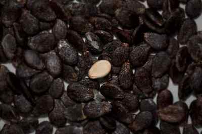 Кавунове насіння від глистів: лікування від паразитів і профілактика