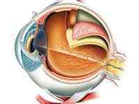 Кератотопографія рогівки ока: показання та результати