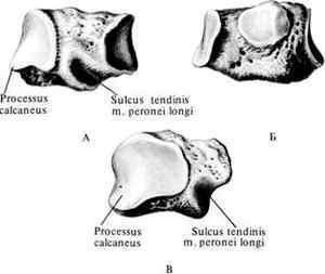 Клиновидна кістка - анатомія і пошкодження