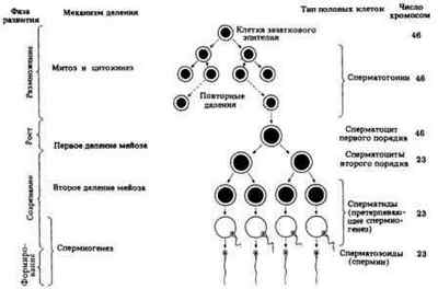 Клітини сперматогенезу: аналіз, норма і порушення