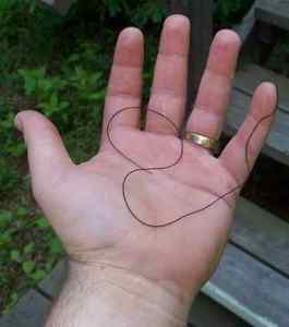 Кінський волос червяк: чим небезпечний для людини, фото паразита