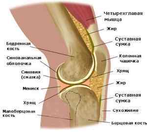 Колінний суглоб людини: будова і анатомія, навіщо потрібні звязки, функції | Ревматолог
