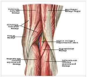 Колінний суглоб людини: будова і анатомія, навіщо потрібні звязки, функції | Ревматолог