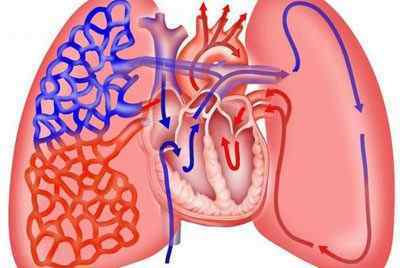 Кровопостачання легень: особливості, анатомія