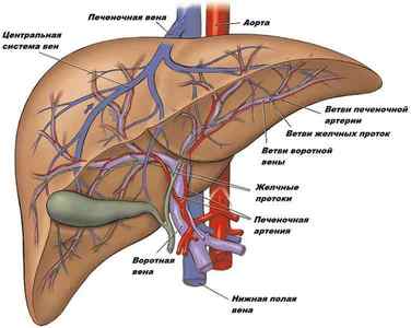 Кровопостачання печінки: особливості, воротная вена, регуляція