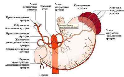 Кровопостачання шлунка: звідки отримує, основні анастомози