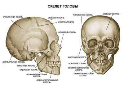Кістки голови (череп): анатомія і будова