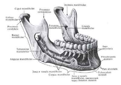 Кістки голови (череп): анатомія і будова