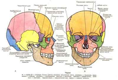 Кістки мозкового черепа - анатомія і переломи
