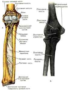 Кістки передпліччя - анатомія і переломи
