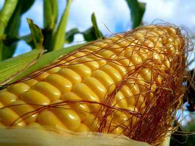 Кукурудзяні рильця для печінки: корисні властивості, показання та протипоказання