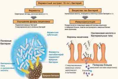 Лактобактерії кишечника: список препаратів і продуктів