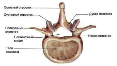 Ламінектомій: операція по видаленню дужки або частини хребця