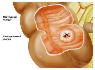 Ілеоцекальний клапан (баугиниевой заслінка): розташування, будова і функції