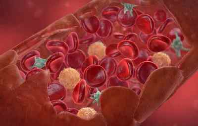 Лейкоцити або wbc в аналізі крові дитини