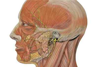 Лицевий нерв, анатомія і схема розташування, топографія