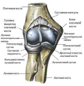 Ліктьовий суглоб людини: анатомія і будова ліктьового суглоба руки людини з малюнками, фото, мязи ліктьового суглоба | Ревматолог