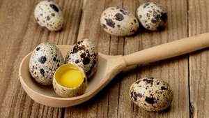 Лікування шлунка перепелиними яйцями: в якій кількості і вигляді вживати