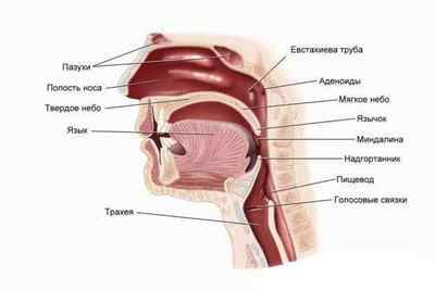 ЛОР-захворювання: хвороби носа, горла і вуха