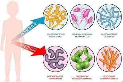 Мікрофлора кишечника: поняття, функції, норма і патологія