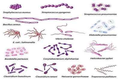 Мікрофлора кишечника: поняття, функції, норма і патологія