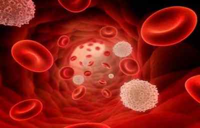 Місце освіти і тривалість життя лейкоцитів у крові