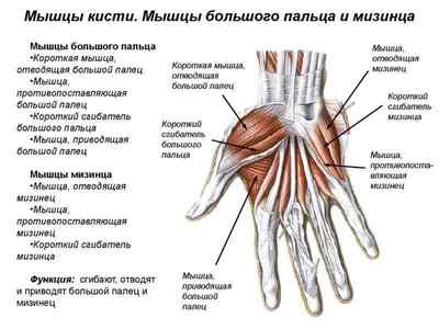 Мязи кисті руки людини: анатомія і будова звязок і сухожиль, суглоби, мязи піднімають руку вгору | Ревматолог