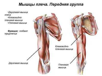 Мязи кисті руки людини: анатомія і будова звязок і сухожиль, суглоби, мязи піднімають руку вгору | Ревматолог
