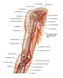 Мязи плечового пояса: анатомія, функції двоголового і триголовий мязи, мязи лопатки людини, трапецієподібний мяз | Ревматолог