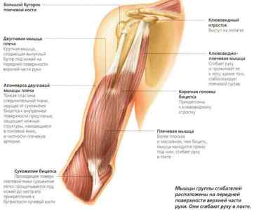Мязи плечового пояса: анатомія, функції двоголового і триголовий мязи, мязи лопатки людини, трапецієподібний мяз | Ревматолог