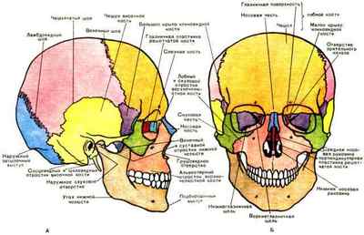 Непарні кістки черепа