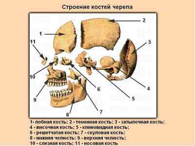 Непарні кістки черепа