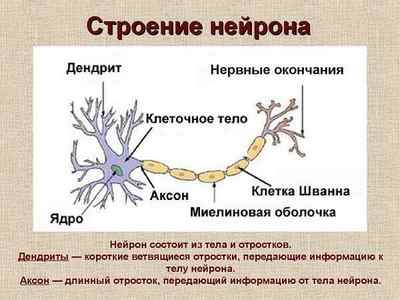 Нервова тканина: будова і функції, властивості і гістологія