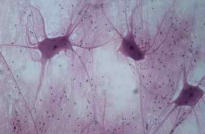 Нервова тканина: будова і функції, властивості і гістологія