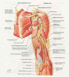 Неврит плечового нерва, симптоми і лікування невралгії суглоба