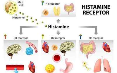 Нейромедіатори: серотонін, дофамін і гістамін