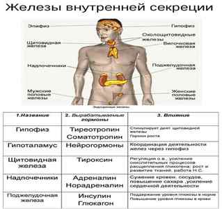 Інфографіки про ендокринній системі людини