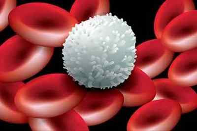 Норма лейкоцитів у крові у чоловіків і аналіз порушень