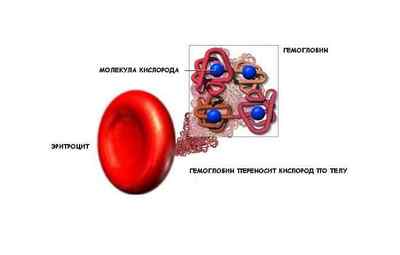 Норми гемоглобіну в крові у чоловіків за віком