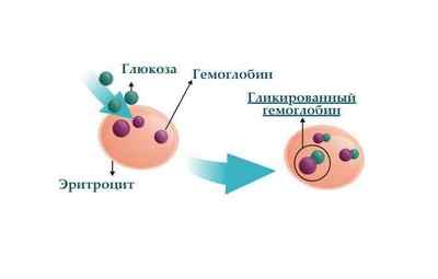 Норми гликированного і глікозильованого гемоглобіну