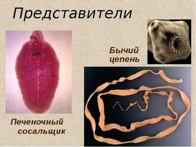 Облігатні і факультативні паразити: відмінність і приклади у людини