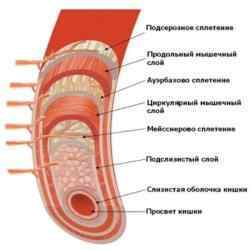Ободова кишка: розташування, будова і функції органу