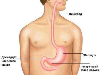 Обсяг шлунка: яких розмірів орган у дитини і дорослих, способи зменшити